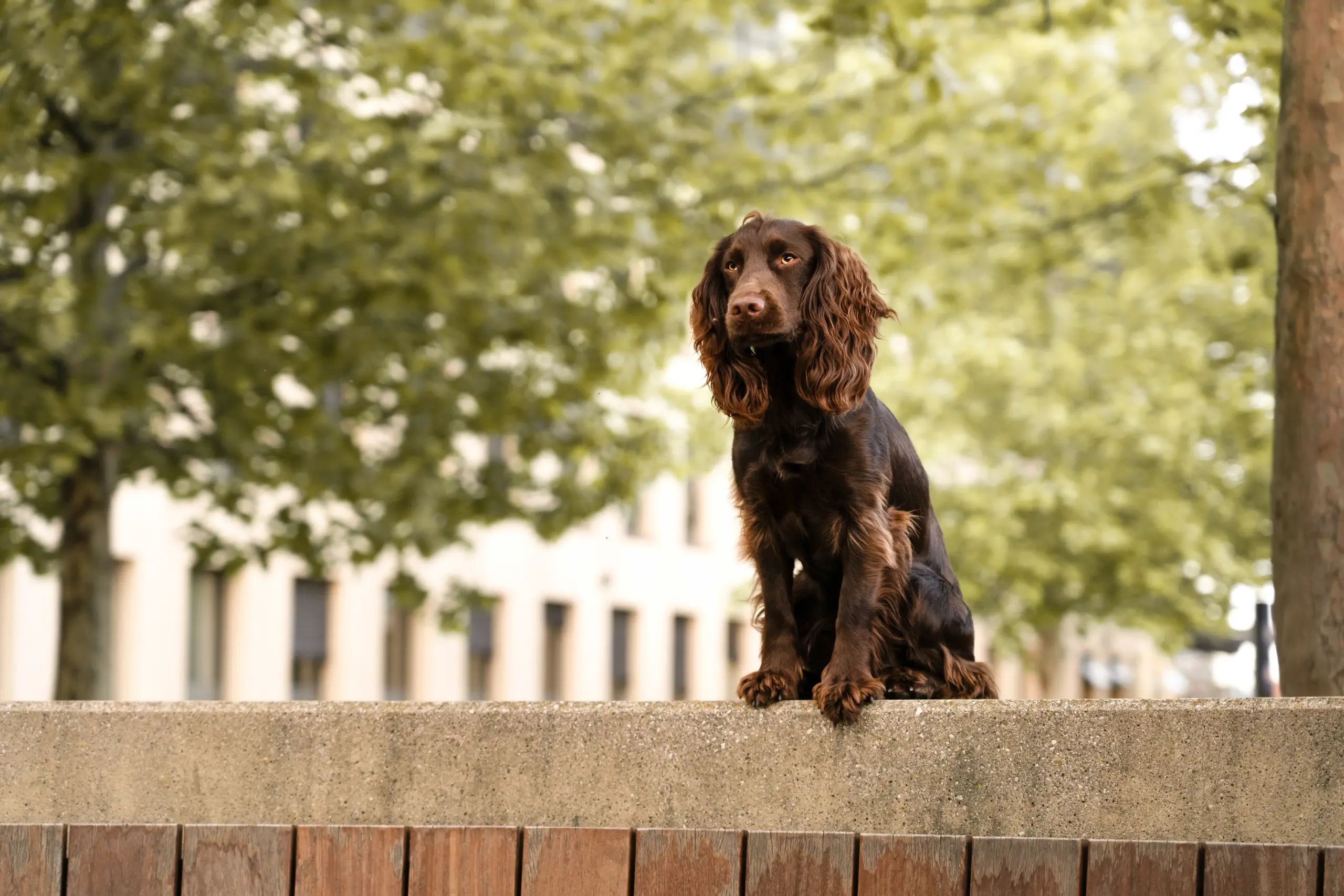 Ein junger, brauner Working Cocker Spaniel sitzt auf einer Mauer. Hinter ihm sind grüne Bäume.